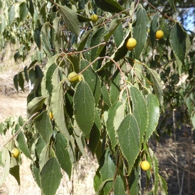 Celtis australis