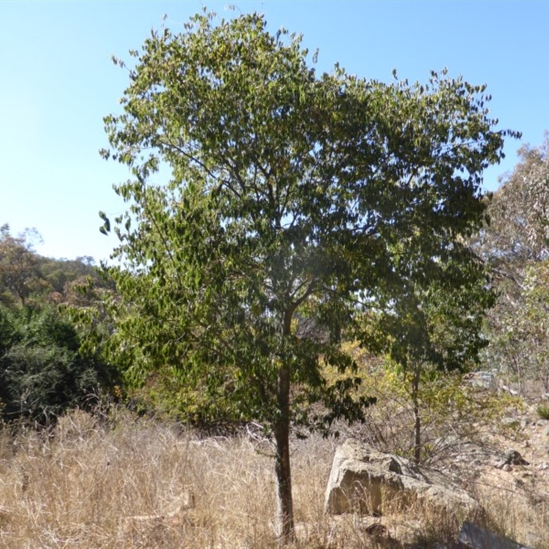 Celtis australis