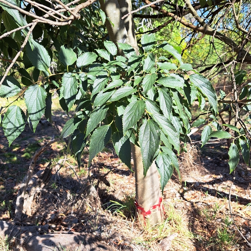 Celtis australis