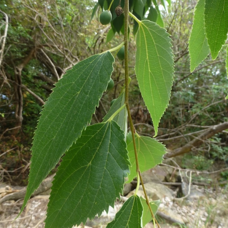 Celtis occidentalis