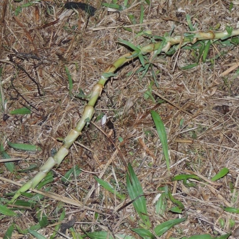 Cenchrus clandestinus