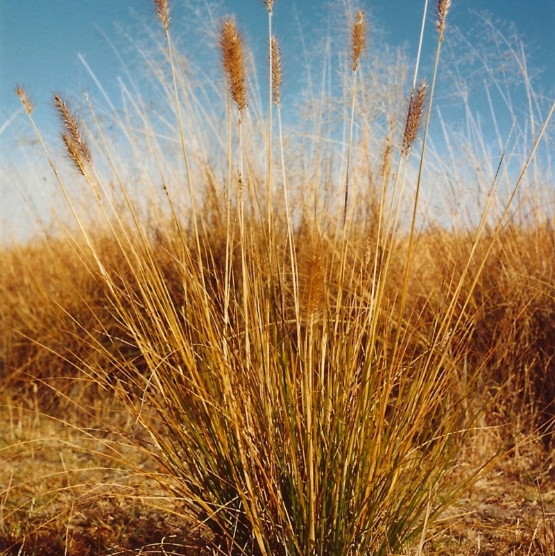 Cenchrus purpurascens