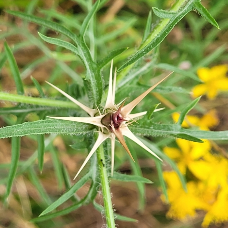 Centaurea calcitrapa