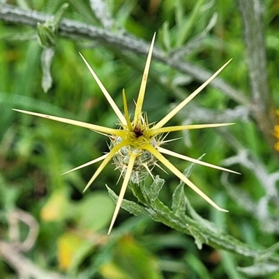 Centaurea melitensis