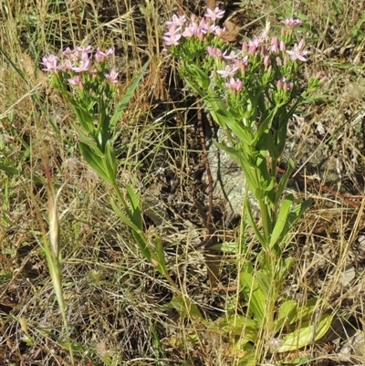 Centaurium erythraea