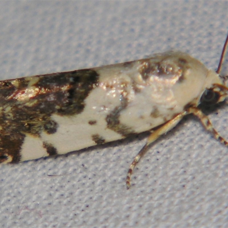 Acontia clerana