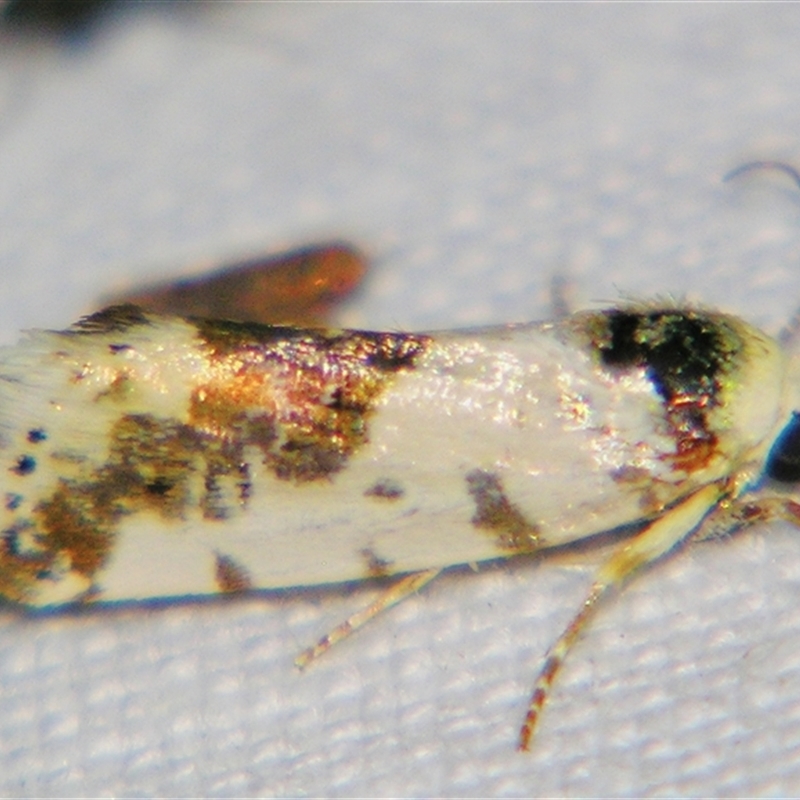 Acontia clerana