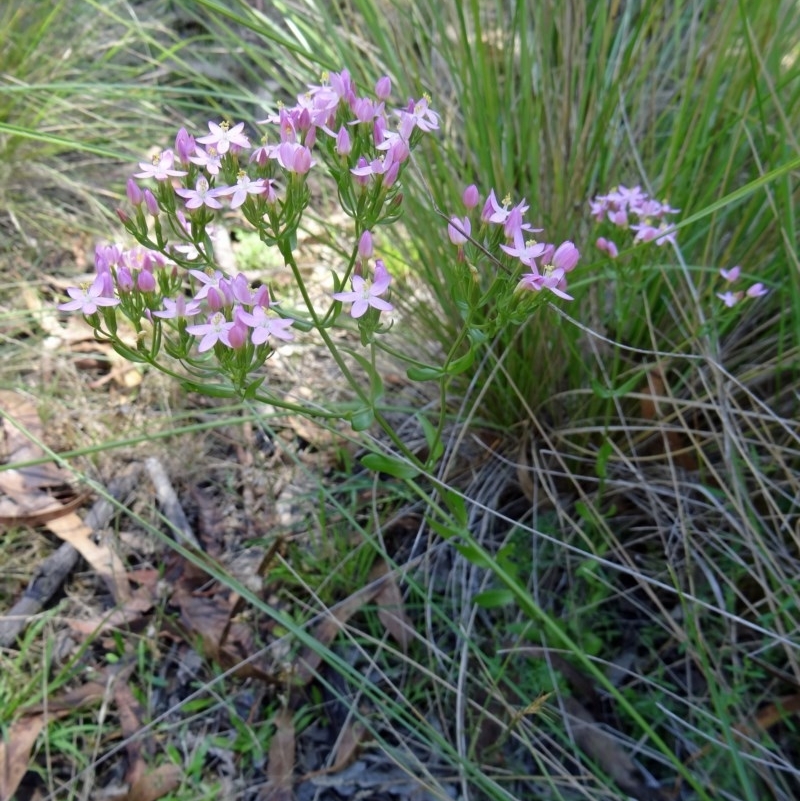 Centaurium tenuiflorum