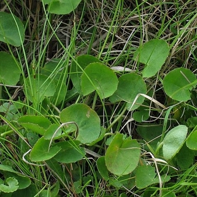 Centella asiatica