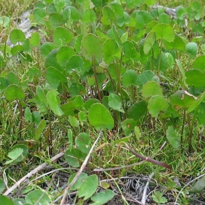 Centella cordifolia
