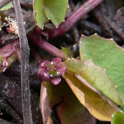 Centella cordifolia