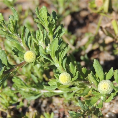 Centipeda cunninghamii