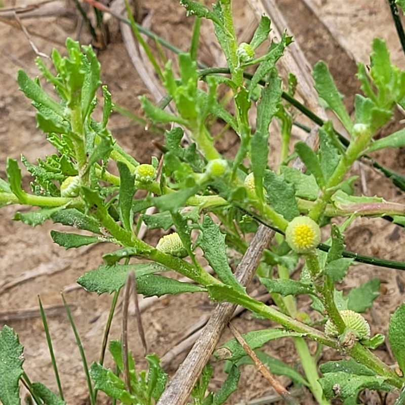 Centipeda cunninghamii