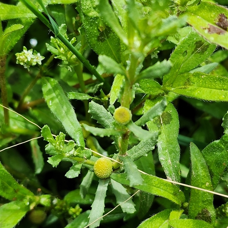 Centipeda cunninghamii