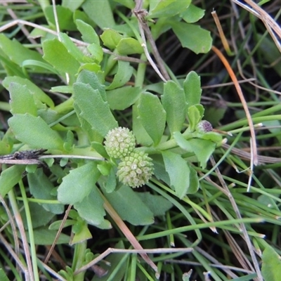 Centipeda minima subsp. minima