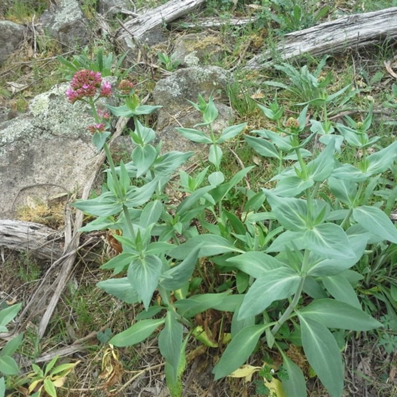 Centranthus ruber