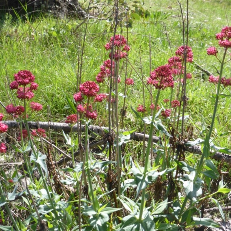 Centranthus ruber