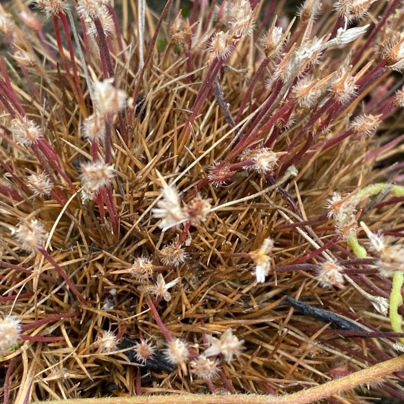 Centrolepis fascicularis