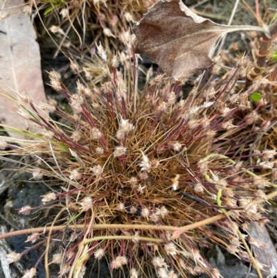 Centrolepis fascicularis