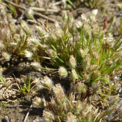 Centrolepis strigosa subsp. strigosa