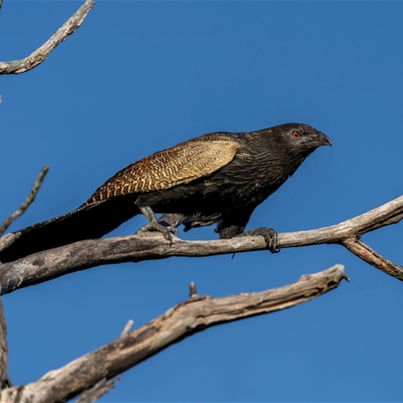 Centropus phasianinus