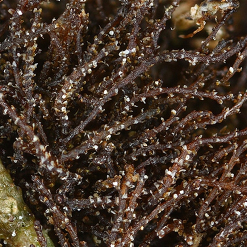 Cephaloziella exiliflora