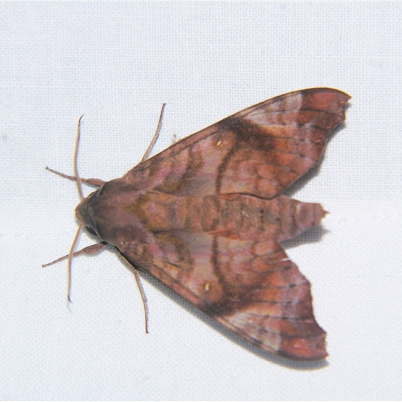 Acosmeryx anceus