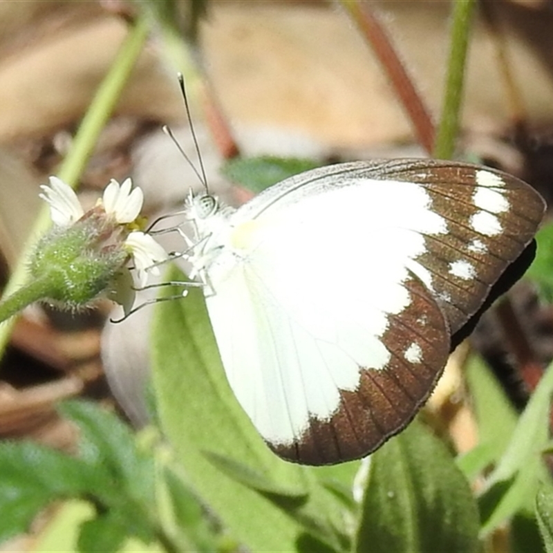 Cepora perimale ssp. scyllara