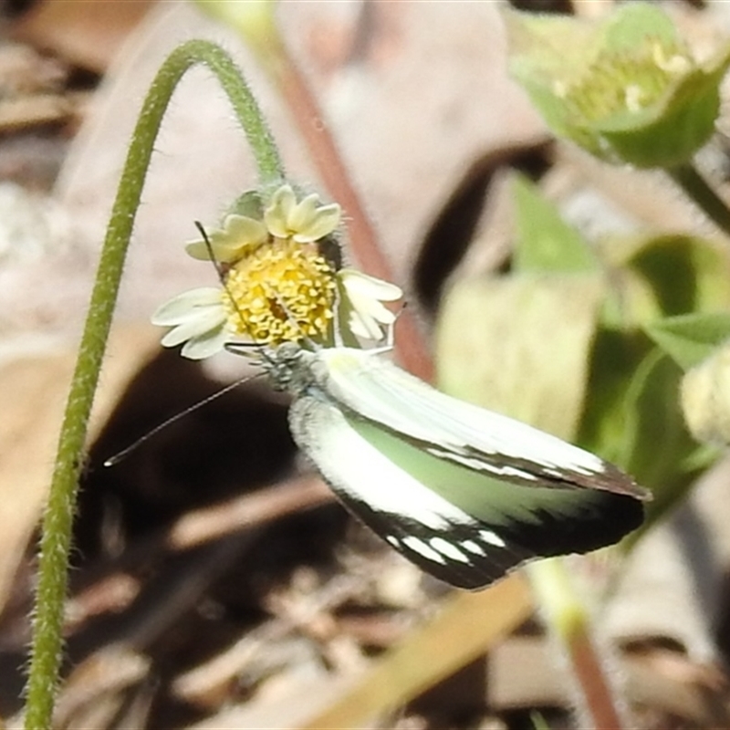 Cepora perimale ssp. scyllara