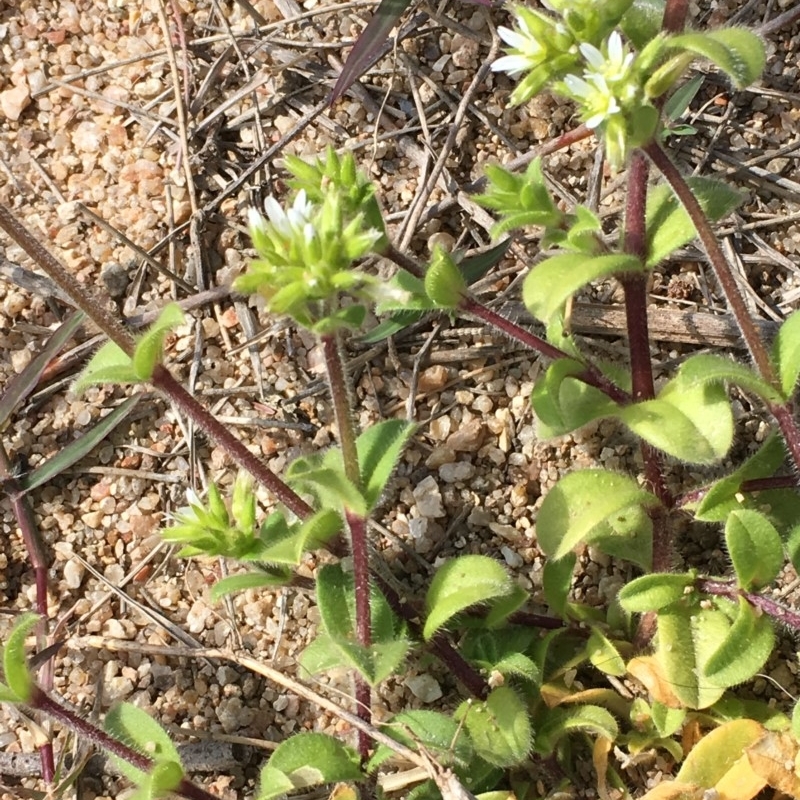 Cerastium glomeratum