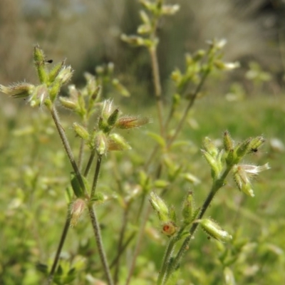 Cerastium vulgare