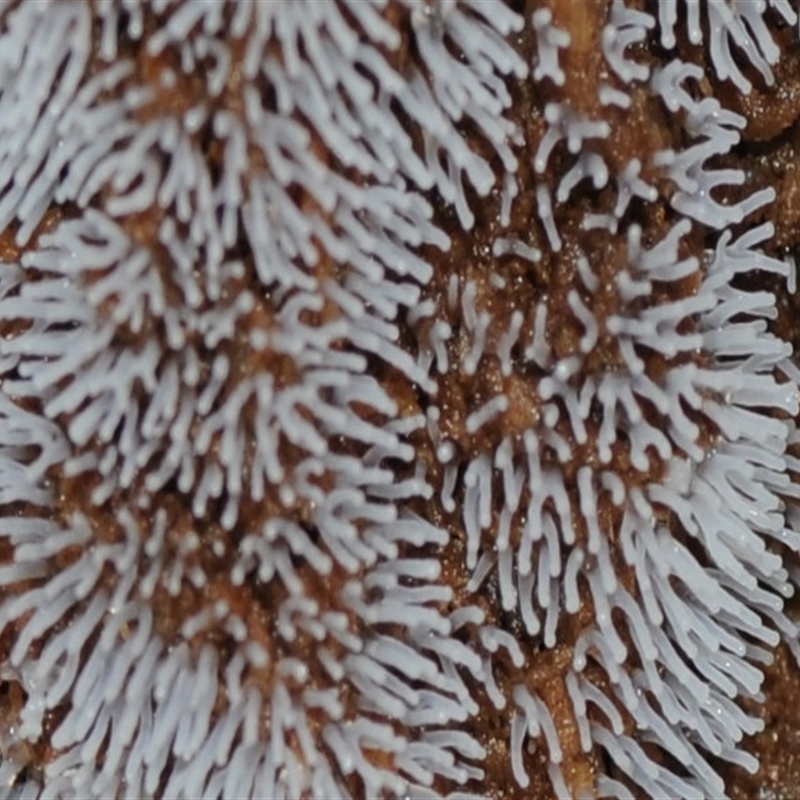 Ceratiomyxa fruticulosa