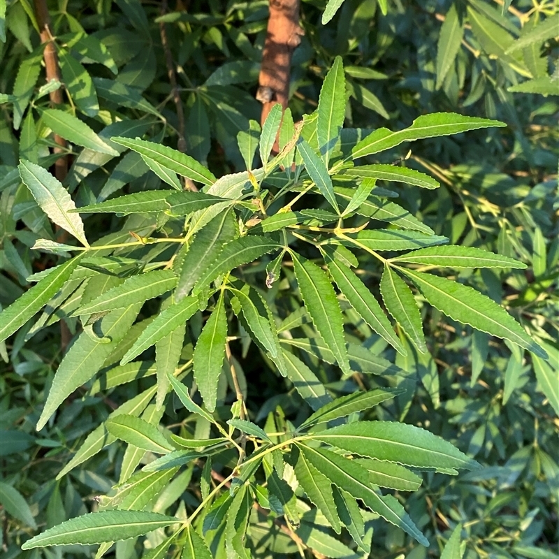 Ceratopetalum gummiferum