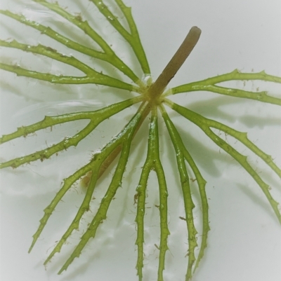 Ceratophyllum demersum