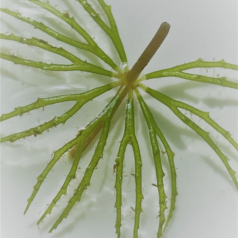 Ceratophyllum demersum