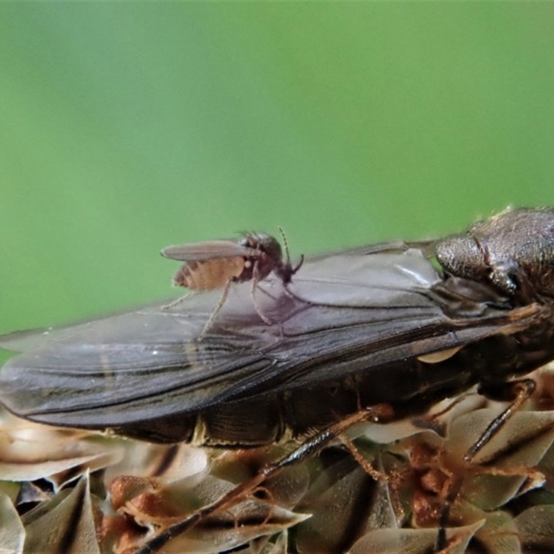 Ceratopogonidae (family)