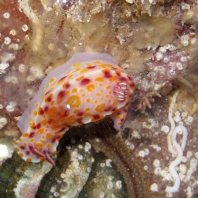 Ceratosoma amoenum