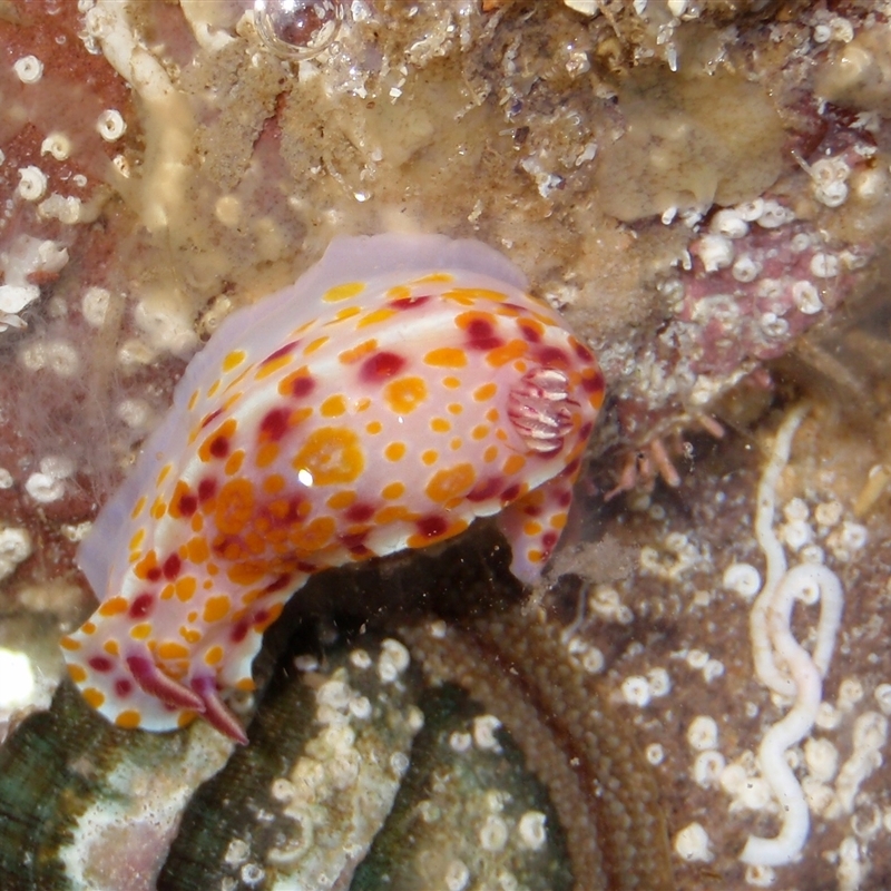 Ceratosoma amoenum