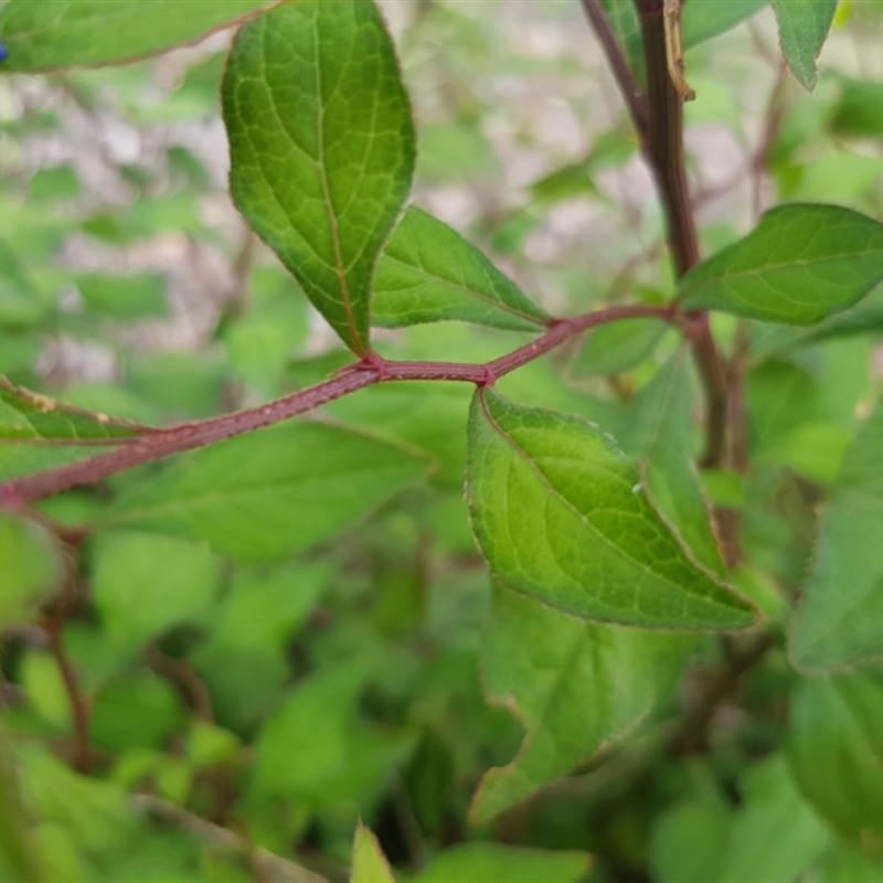 Ceratostigma willmottianum