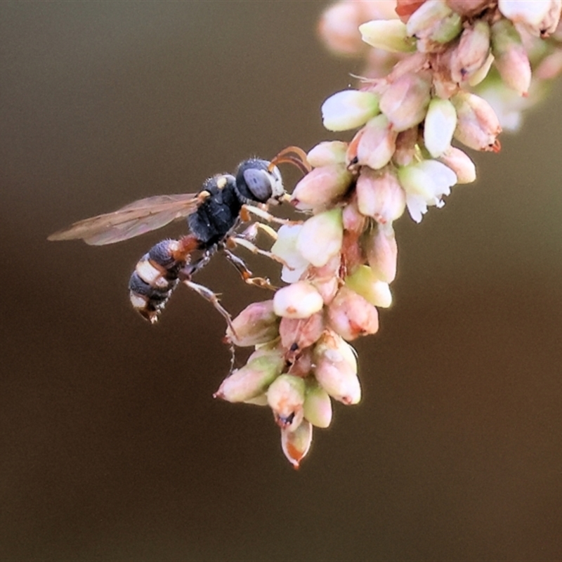 Cerceris sp. (genus)