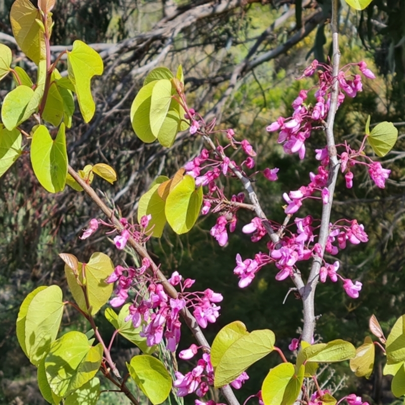 Cercis siliquastrum