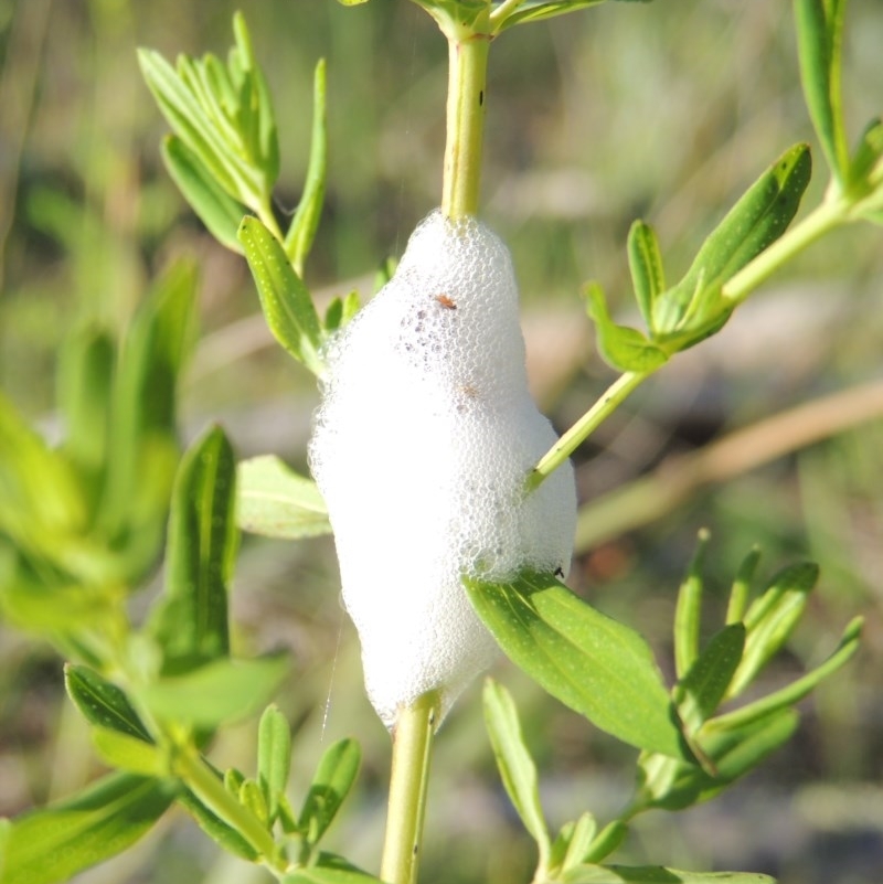 Cercopidae (family)