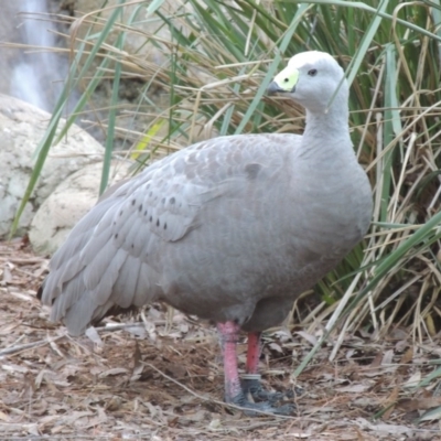 Cereopsis novaehollandiae