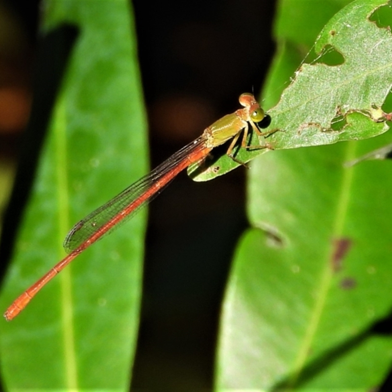 Ceriagrion aeruginosum