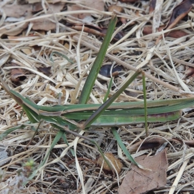 Sighting 334493
ADULT