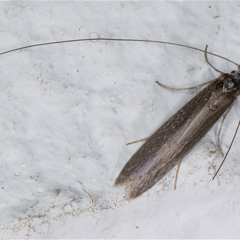 Ceromitia leptosticta