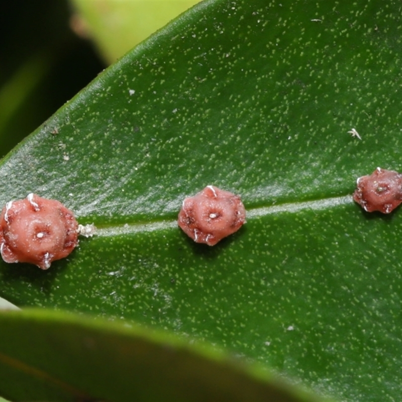 Ceroplastes rubens