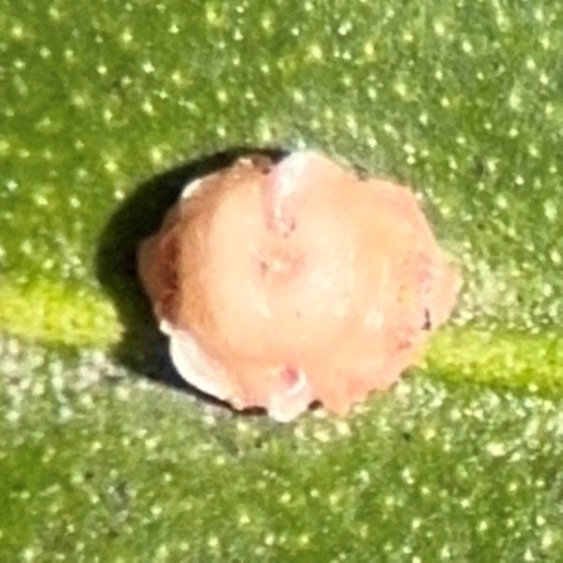 Ceroplastes rubens