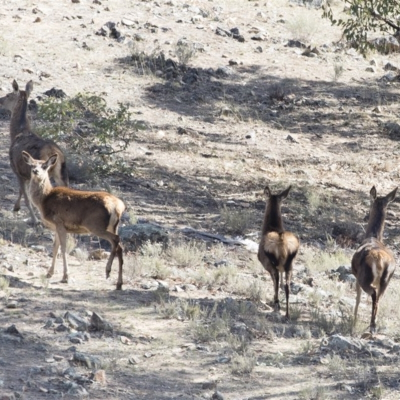 Cervus elaphus