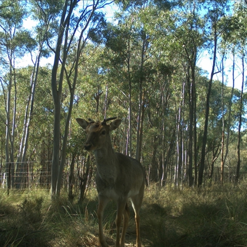 Cervus sp. (genus)